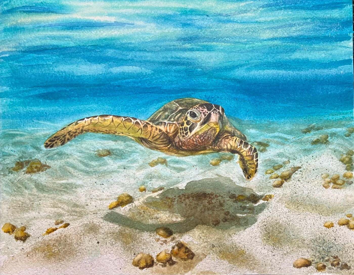 Акварель — морская черепаха, ученик WaterMedia