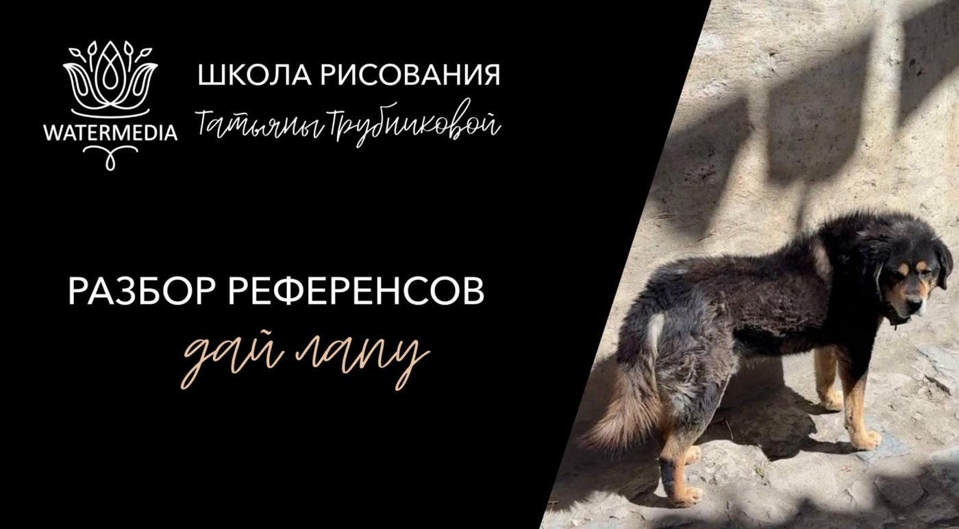 Видео-разбор референсов «Дай лапу» — подарок участникам вебинара