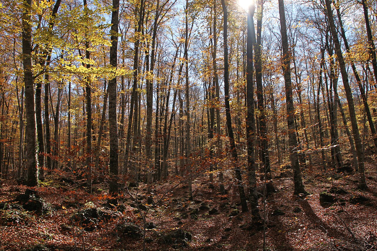Буковый лес Fageda d’en Jordà